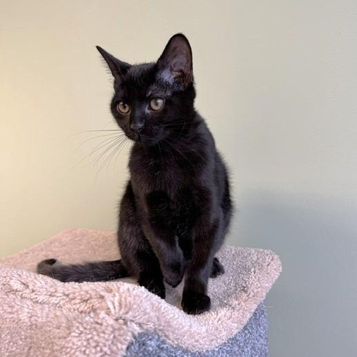 Enlarge Arroz, a Adoptable Domestic Short Hair in Lombard, IL image 3/4
