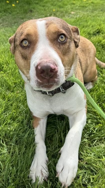 Kit Kat, a Adoptable American Bulldog in Cobourg, ON image 1/2