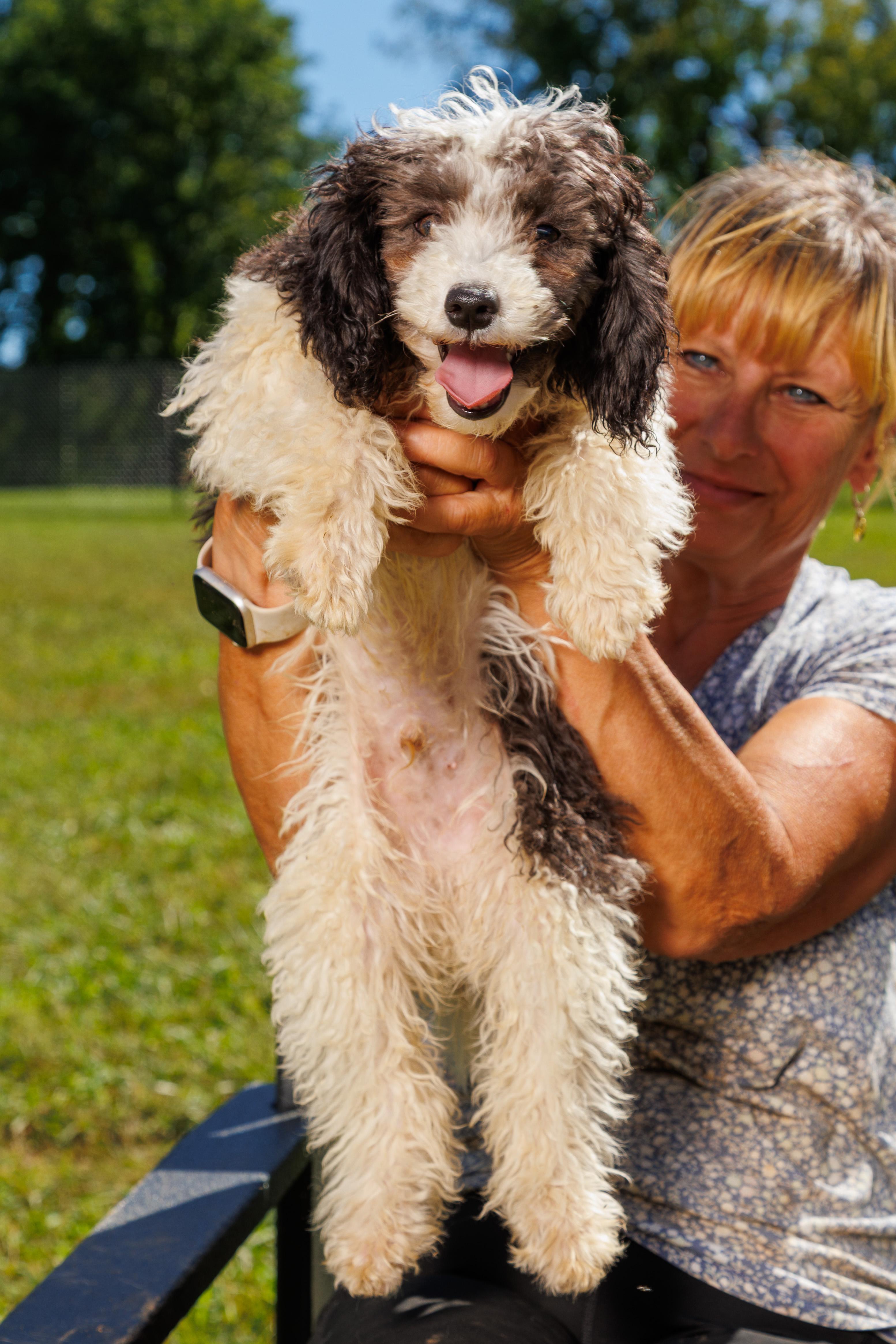 Enlarge Rufus, a Adoptable mixed breed in Chester Springs, PA image 2/3