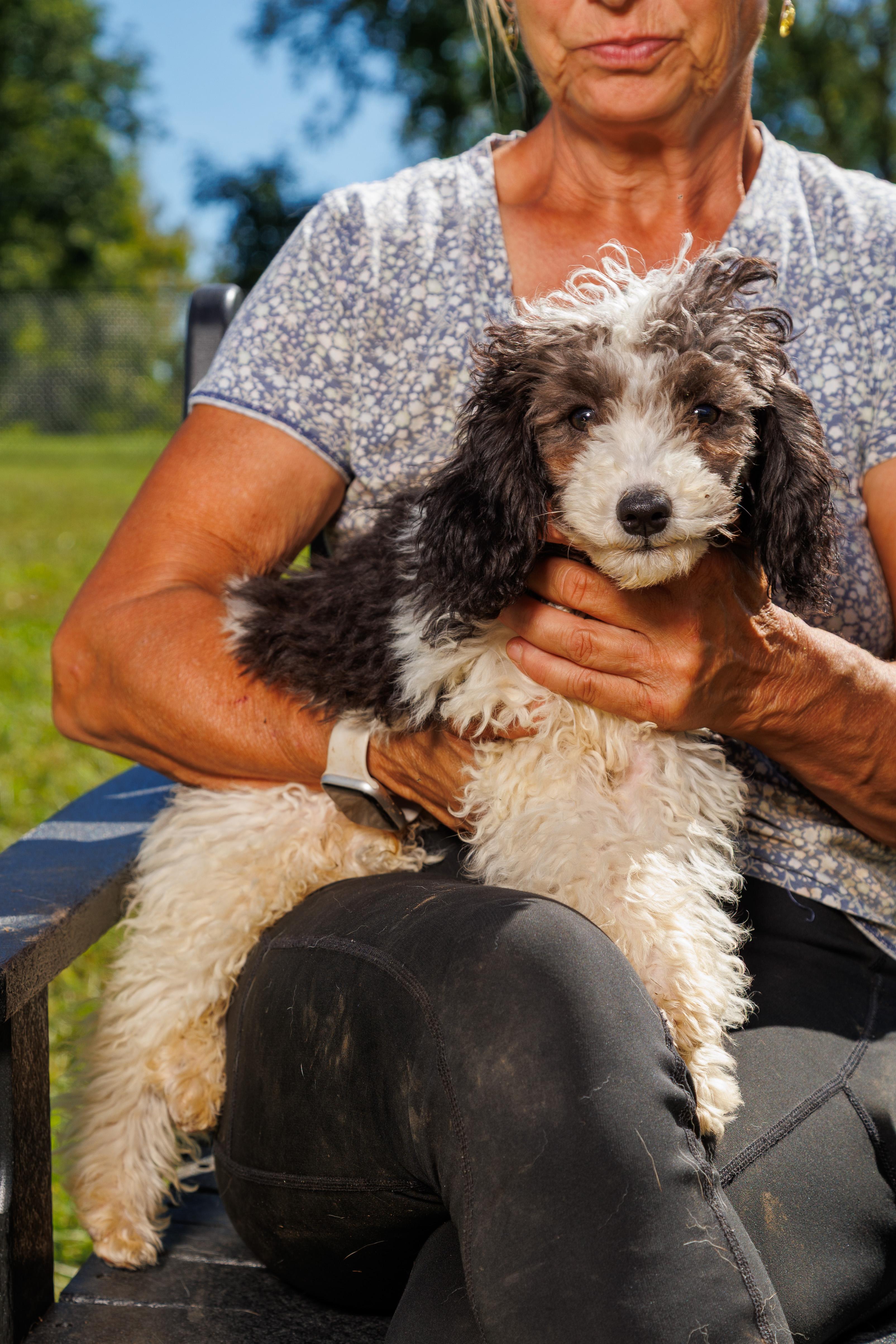 Rufus, Adoptable, Puppy Male Aussiedoodle & Poodle (Toy).