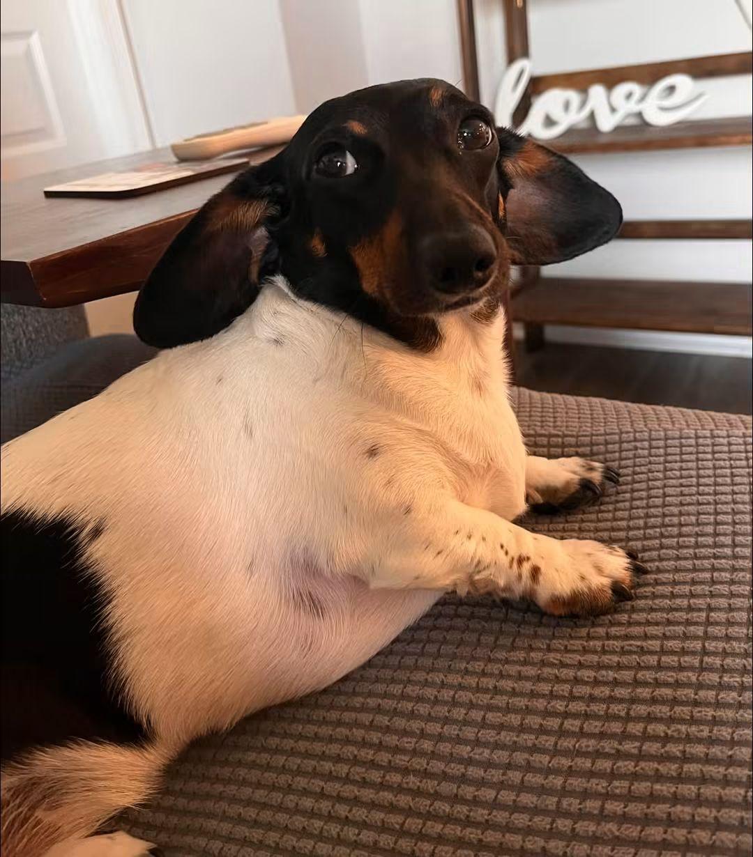 Gigi, an adopted Dachshund in Fort Walton Beach, FL image 4/6