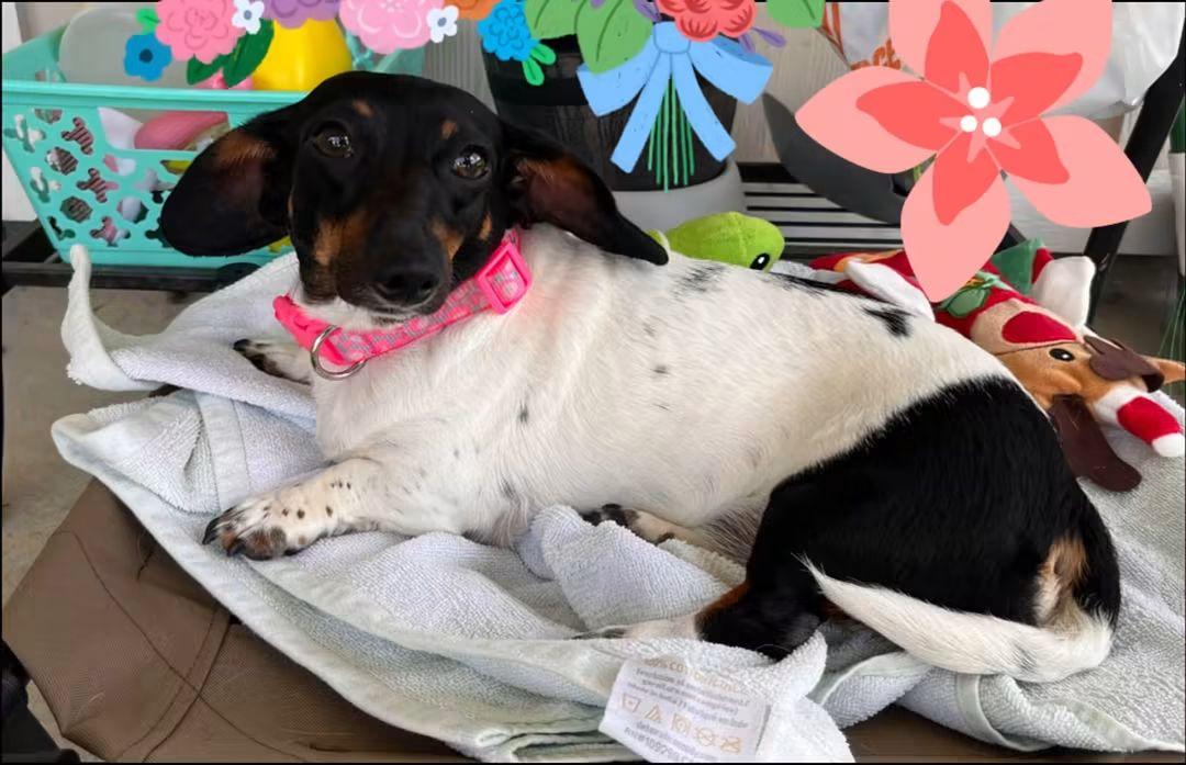 Gigi, an adopted Dachshund in Fort Walton Beach, FL image 5/6