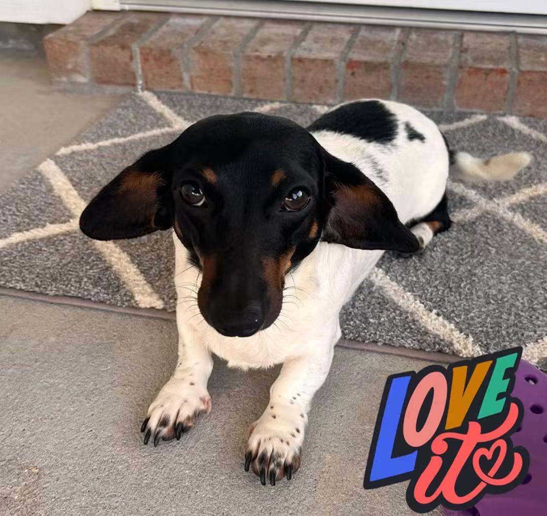 Gigi, adopted, Young Female Dachshund.