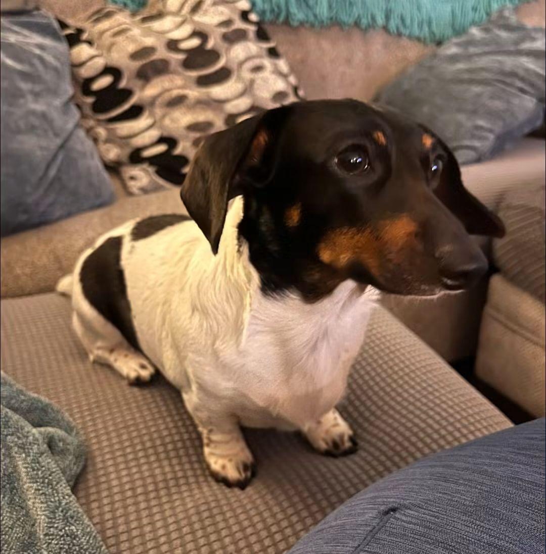 Gigi, an adopted Dachshund in Fort Walton Beach, FL image 3/6