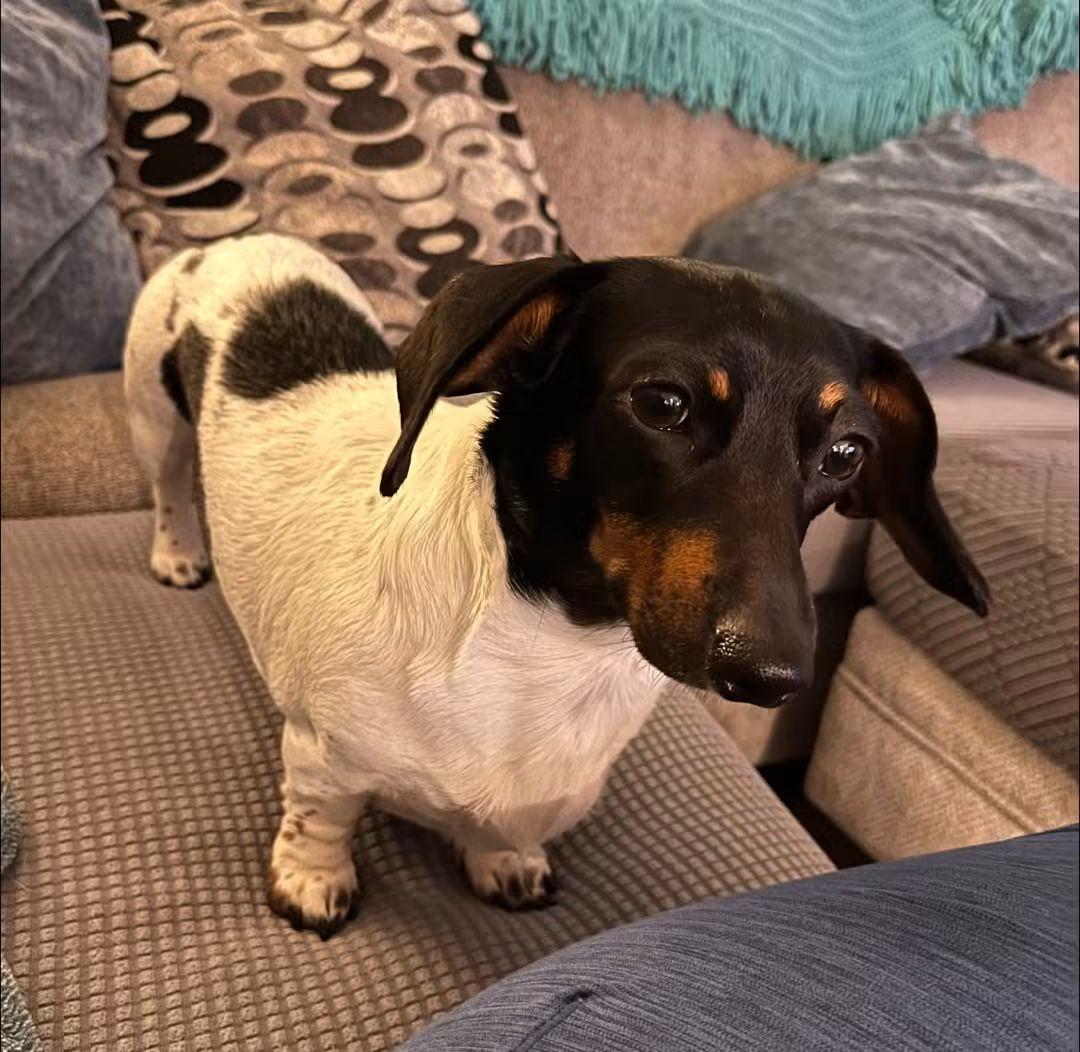 Gigi, an adopted Dachshund in Fort Walton Beach, FL image 6/6