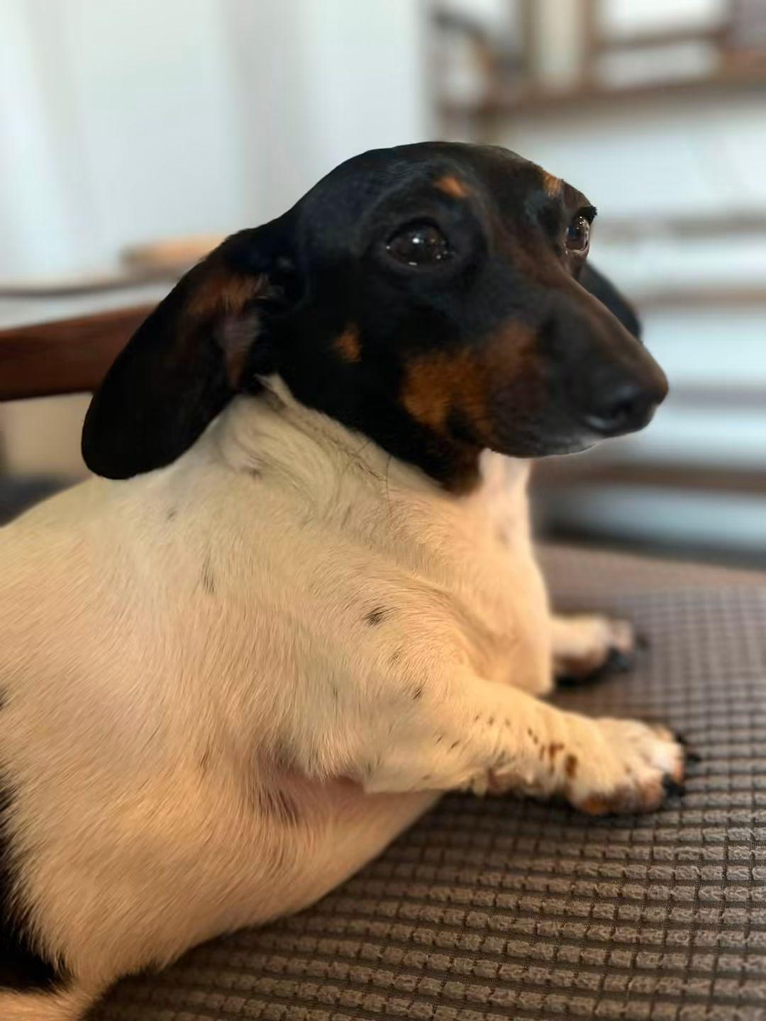 Gigi, an adopted Dachshund in Fort Walton Beach, FL image 2/6