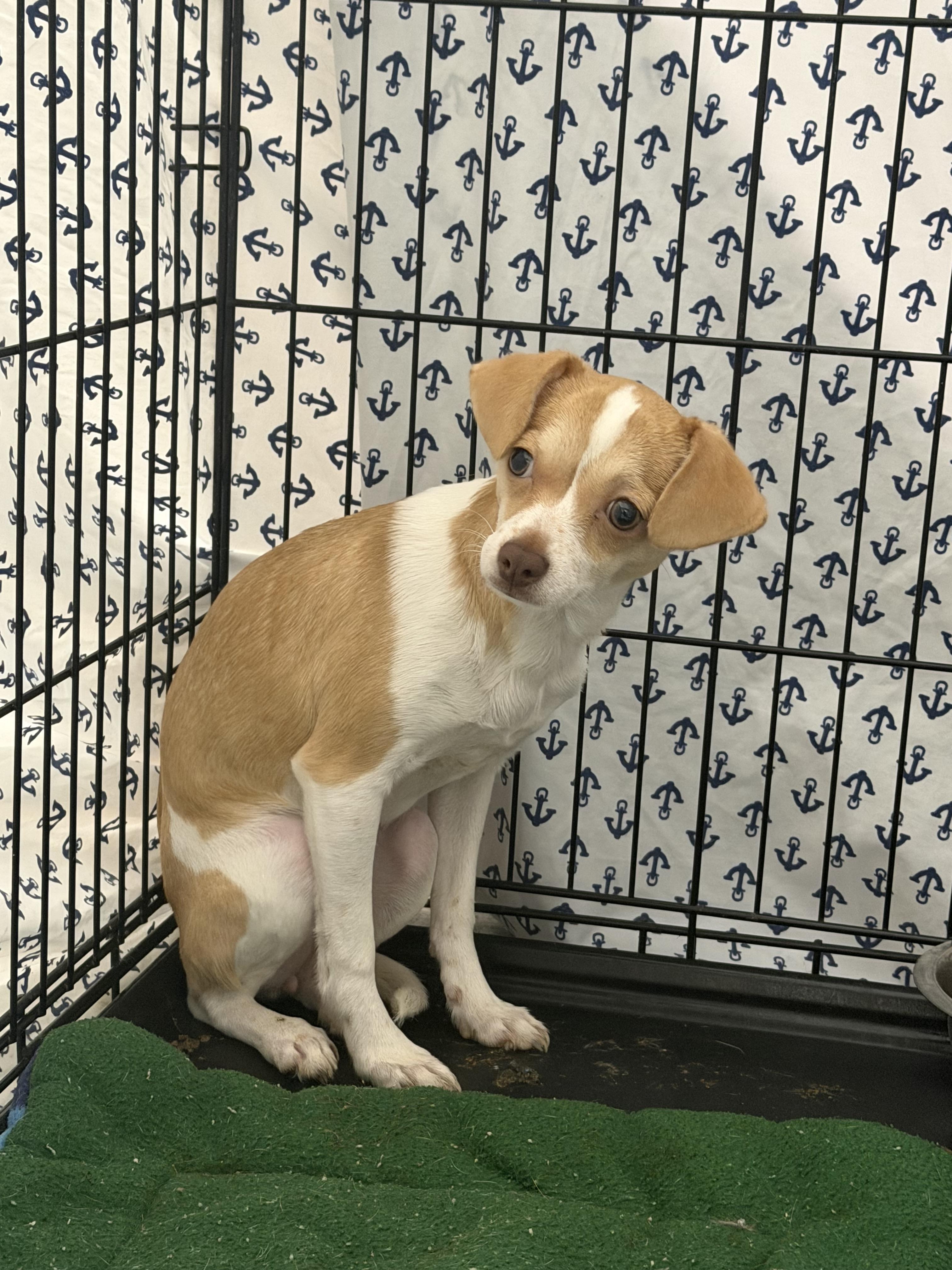 Enlarge Abercombie, an adopted mixed breed in Elizabethtown, NC image 1/1