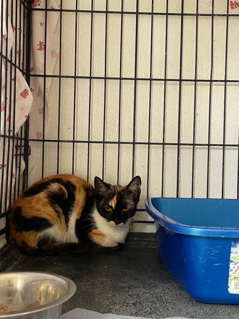 Enlarge 23-0227C, a Adoptable Domestic Short Hair in Sorrento, LA image 1/1