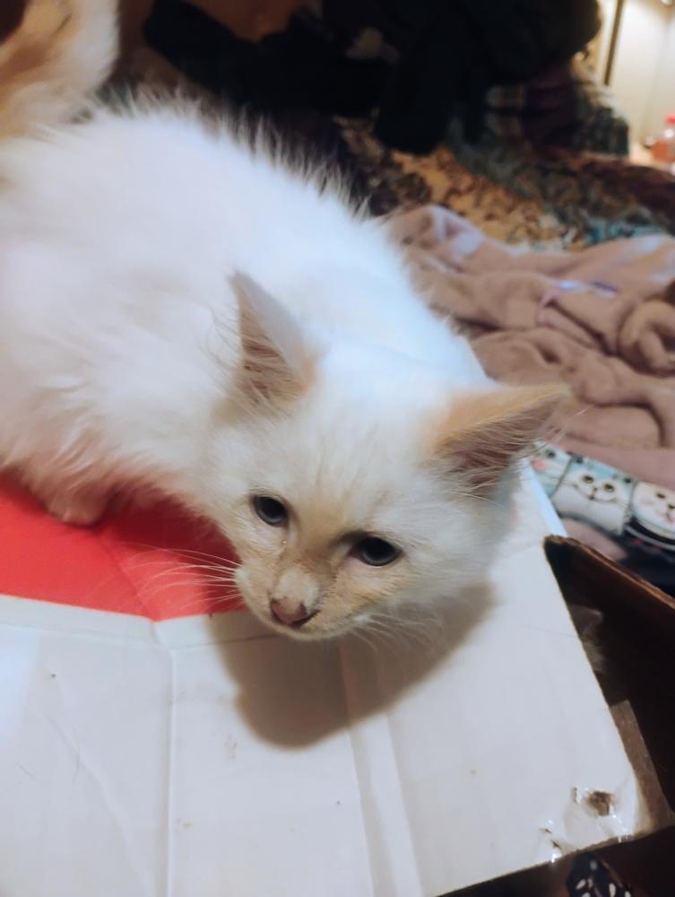 Firefly, Adopted, Kitten Female Domestic Long Hair & Siamese.