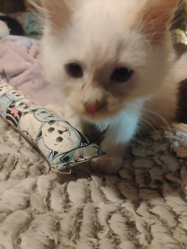 Enlarge Firefly, a Adopted mixed breed in Kannapolis, NC image 3/3