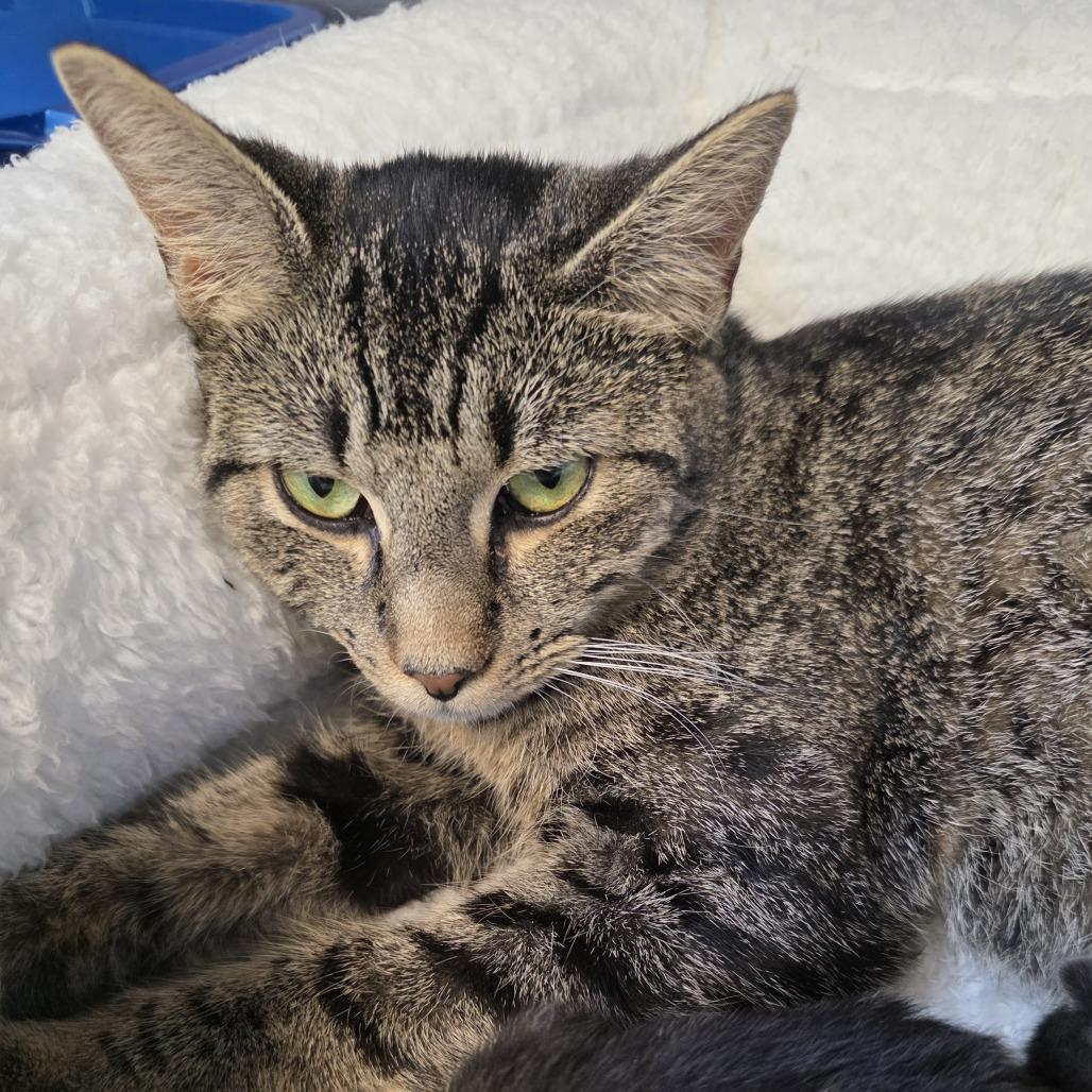 Snow White, a Adoptable Domestic Short Hair in Easton, PA image 1/6