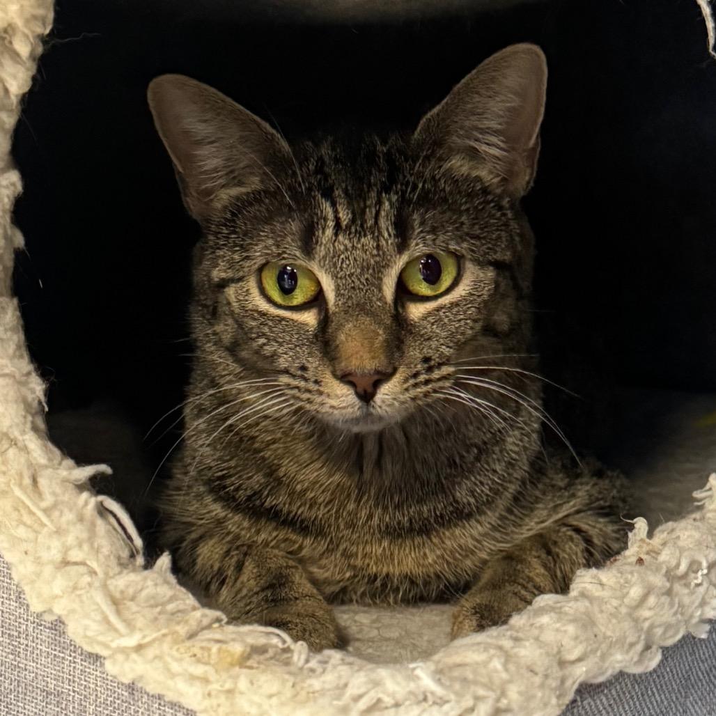 Snow White, a Adoptable Domestic Short Hair in Easton, PA image 2/6