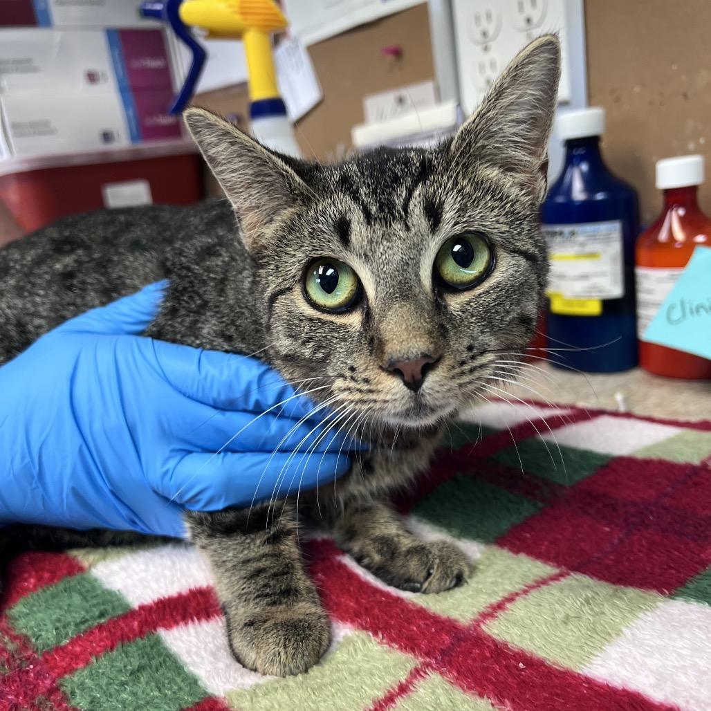 Snow White, a Adoptable Domestic Short Hair in Easton, PA image 3/6