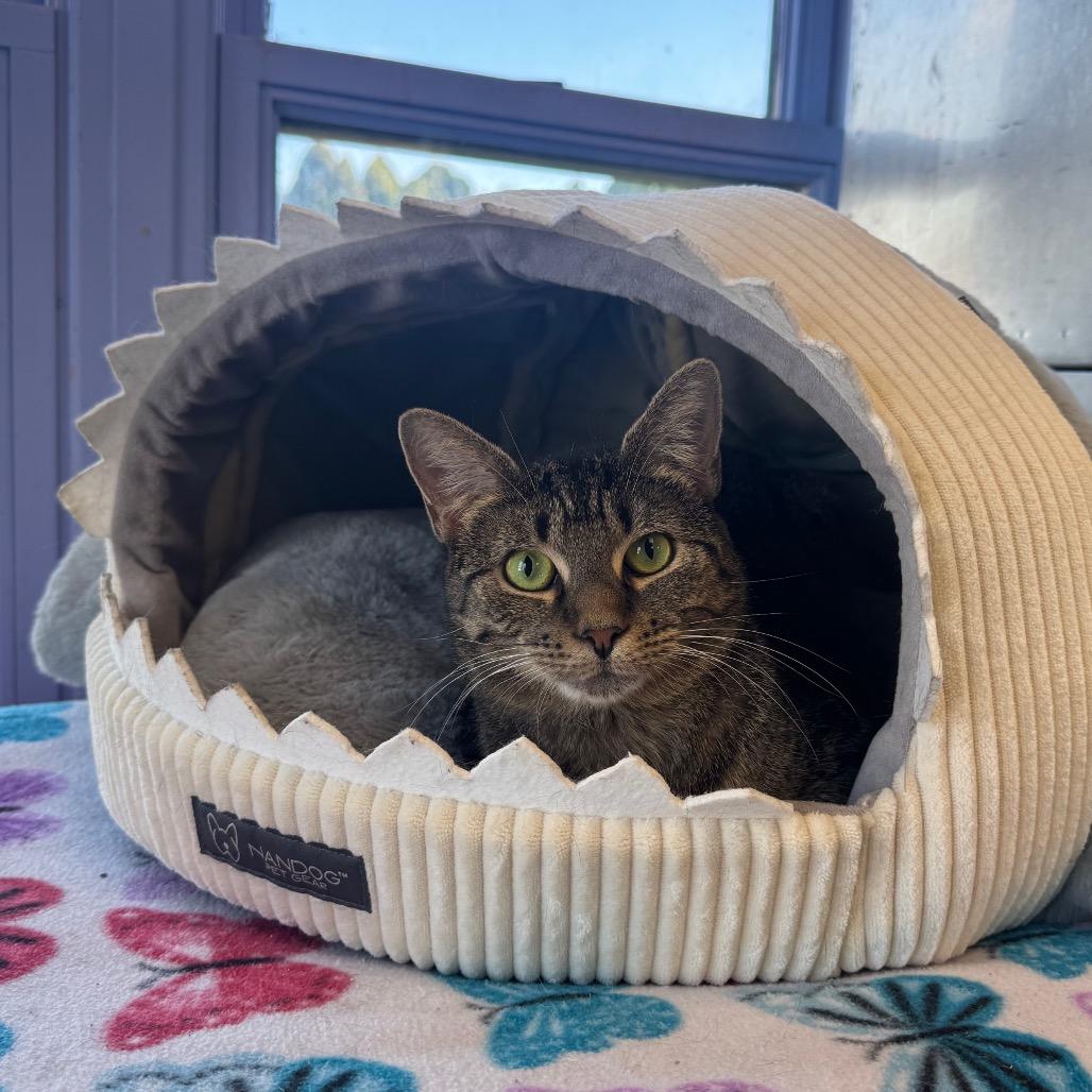 Snow White, a Adoptable Domestic Short Hair in Easton, PA image 4/6