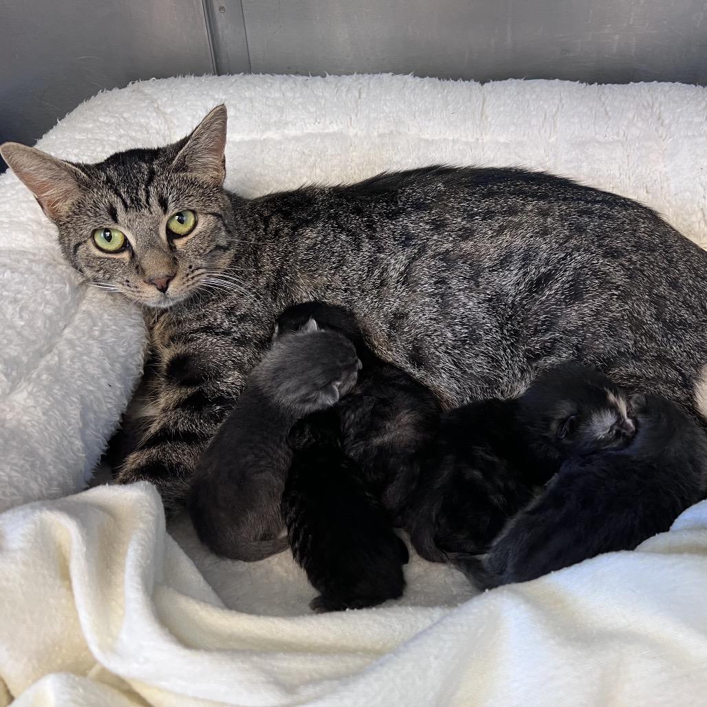 Snow White, a Adoptable Domestic Short Hair in Easton, PA image 6/6