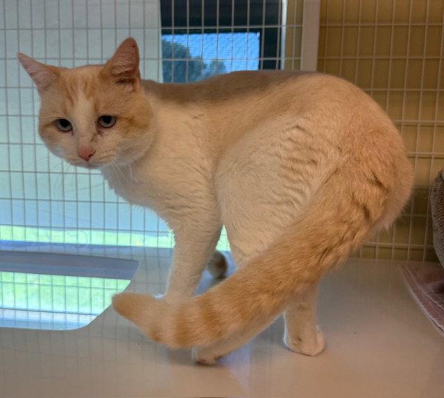 Cannoli (Bonded with Copper), Adoptable, Young Male Domestic Short Hair & Siamese.