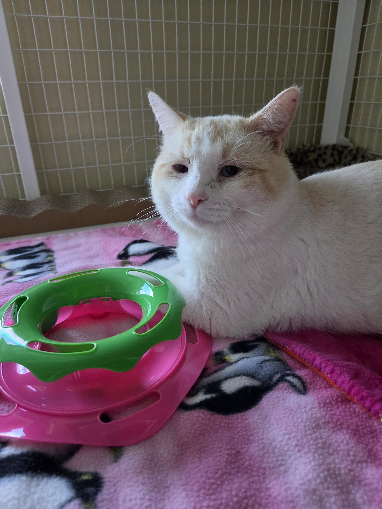 Enlarge Cannoli (Bonded with Copper), a Adoptable mixed breed in Williamsburg, IA image 2/3