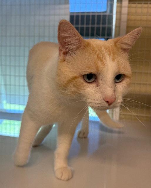 Enlarge Cannoli (Bonded with Copper), a Adoptable mixed breed in Williamsburg, IA image 3/3