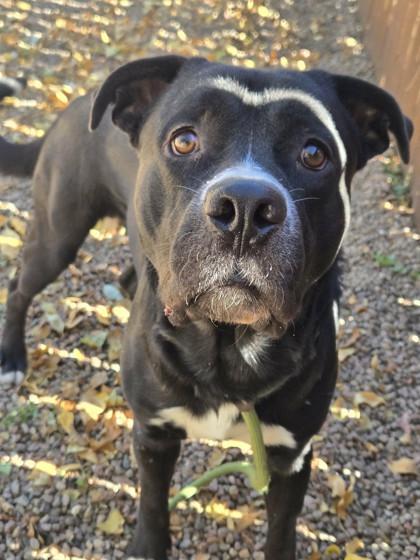 Blacki, Adoptable, Adult Male Labrador Retriever.