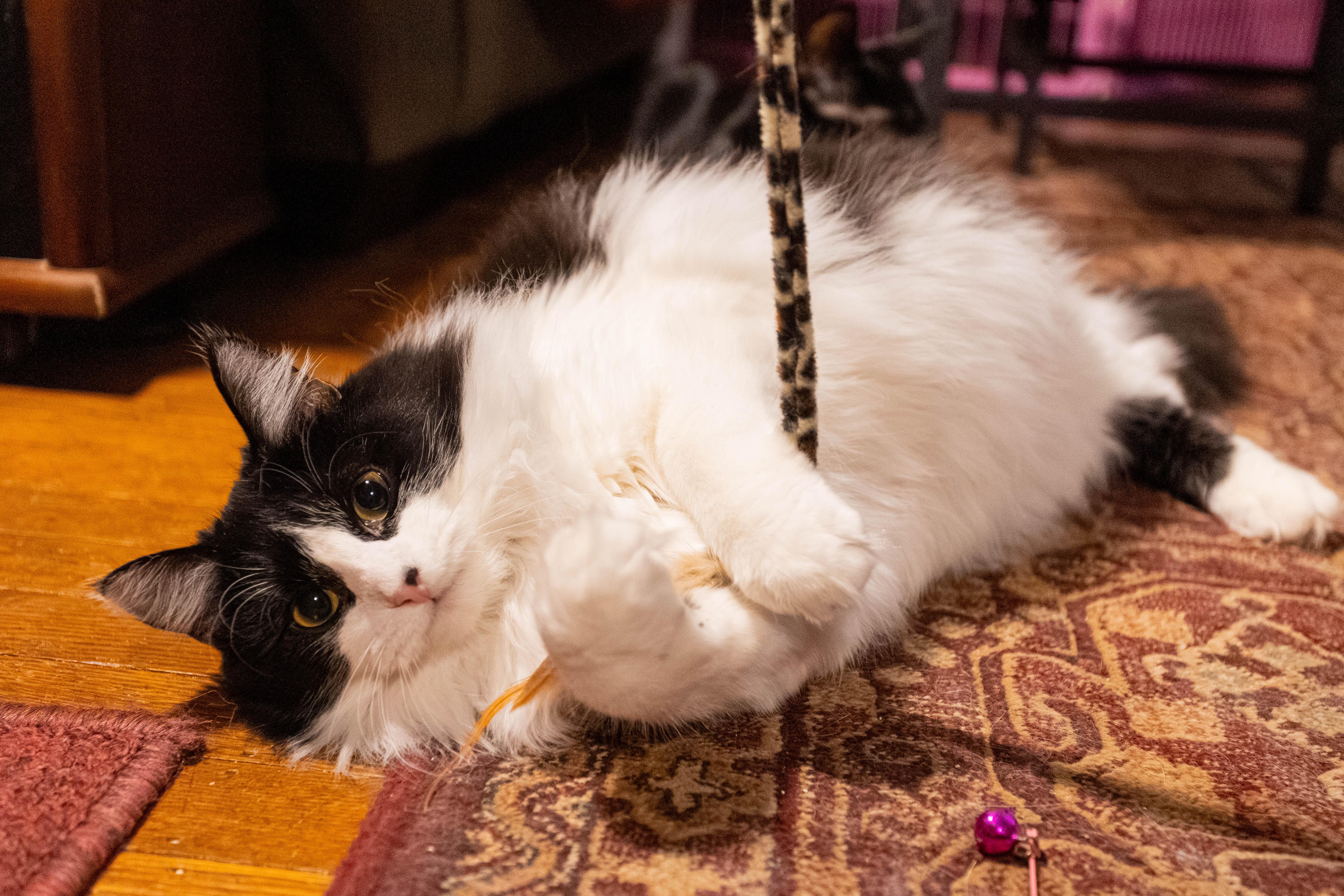 Enlarge Sierra, an adoption pending Domestic Long Hair in Pittsburgh, PA image 5/6