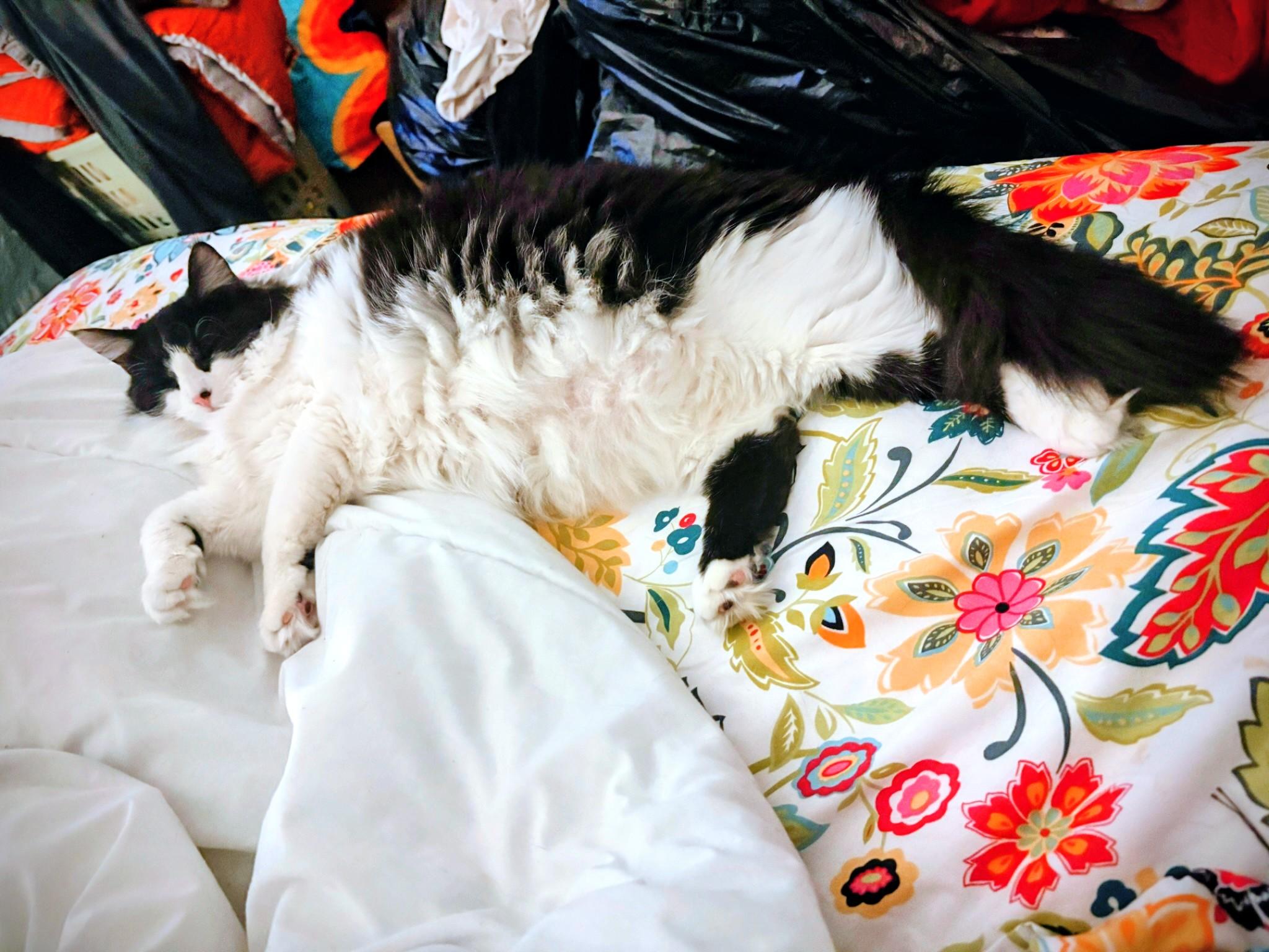 Enlarge Sierra, an adoption pending Domestic Long Hair in Pittsburgh, PA image 2/6