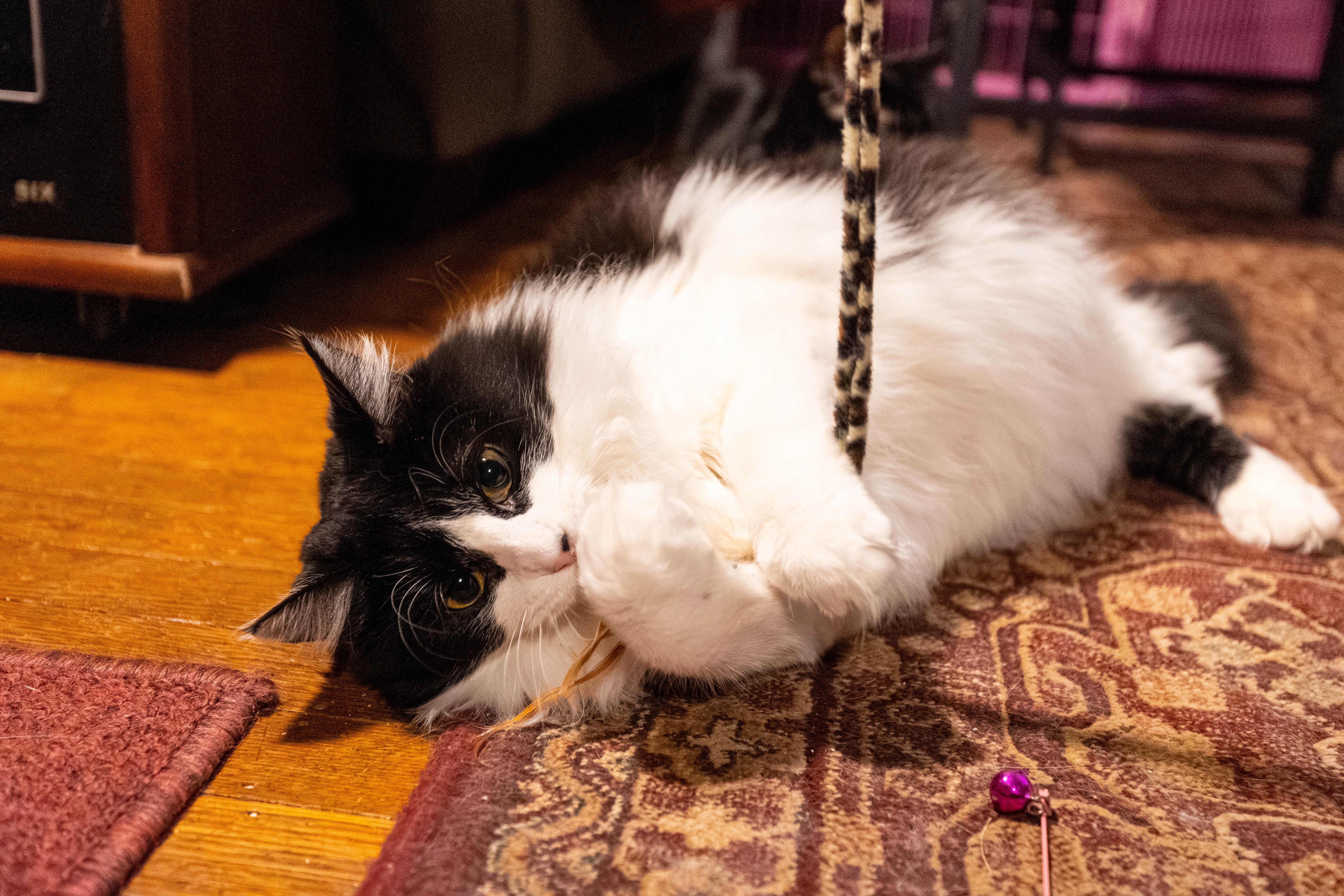 Enlarge Sierra, an adoption pending Domestic Long Hair in Pittsburgh, PA image 6/6