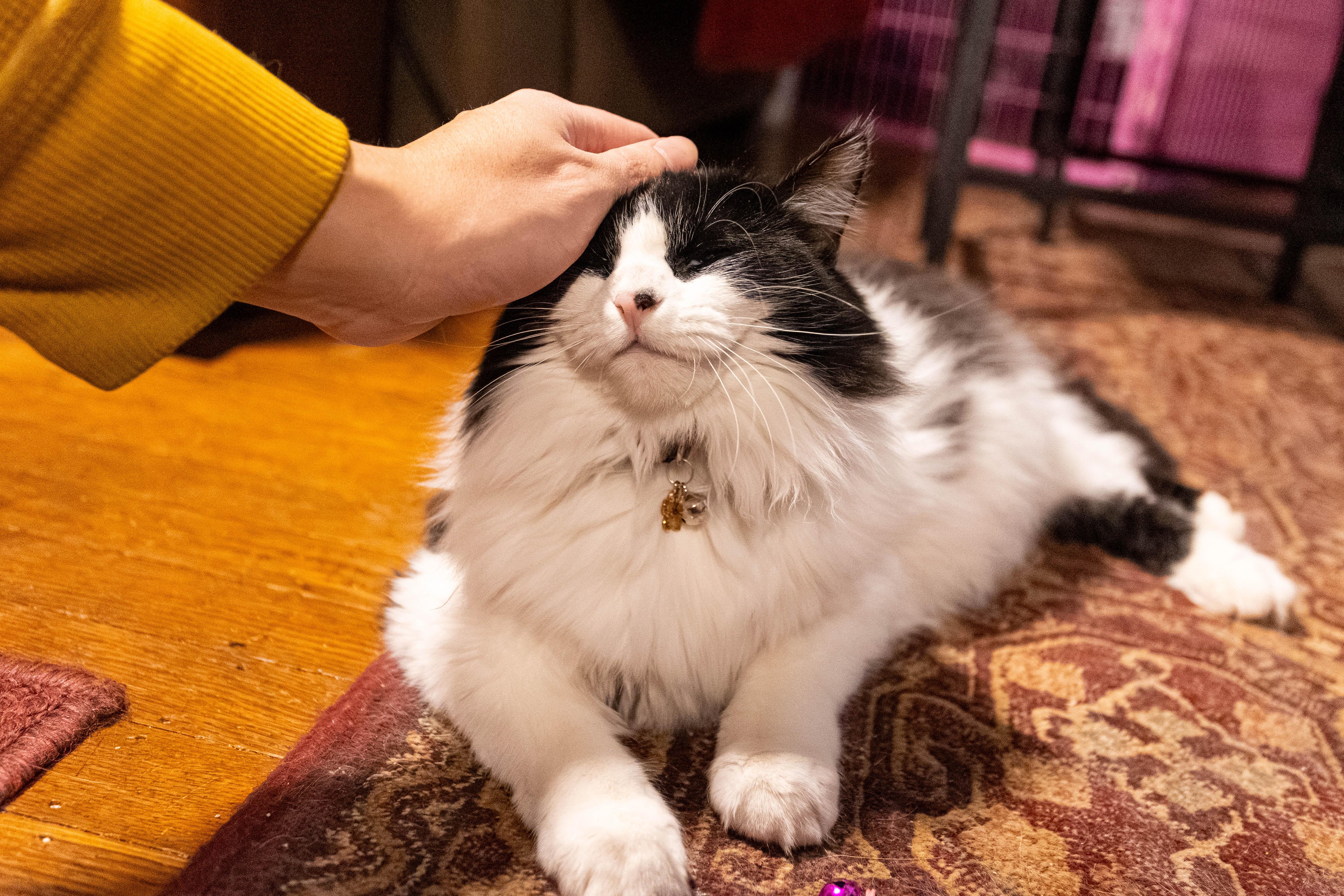 Enlarge Sierra, an adoption pending Domestic Long Hair in Pittsburgh, PA image 3/6