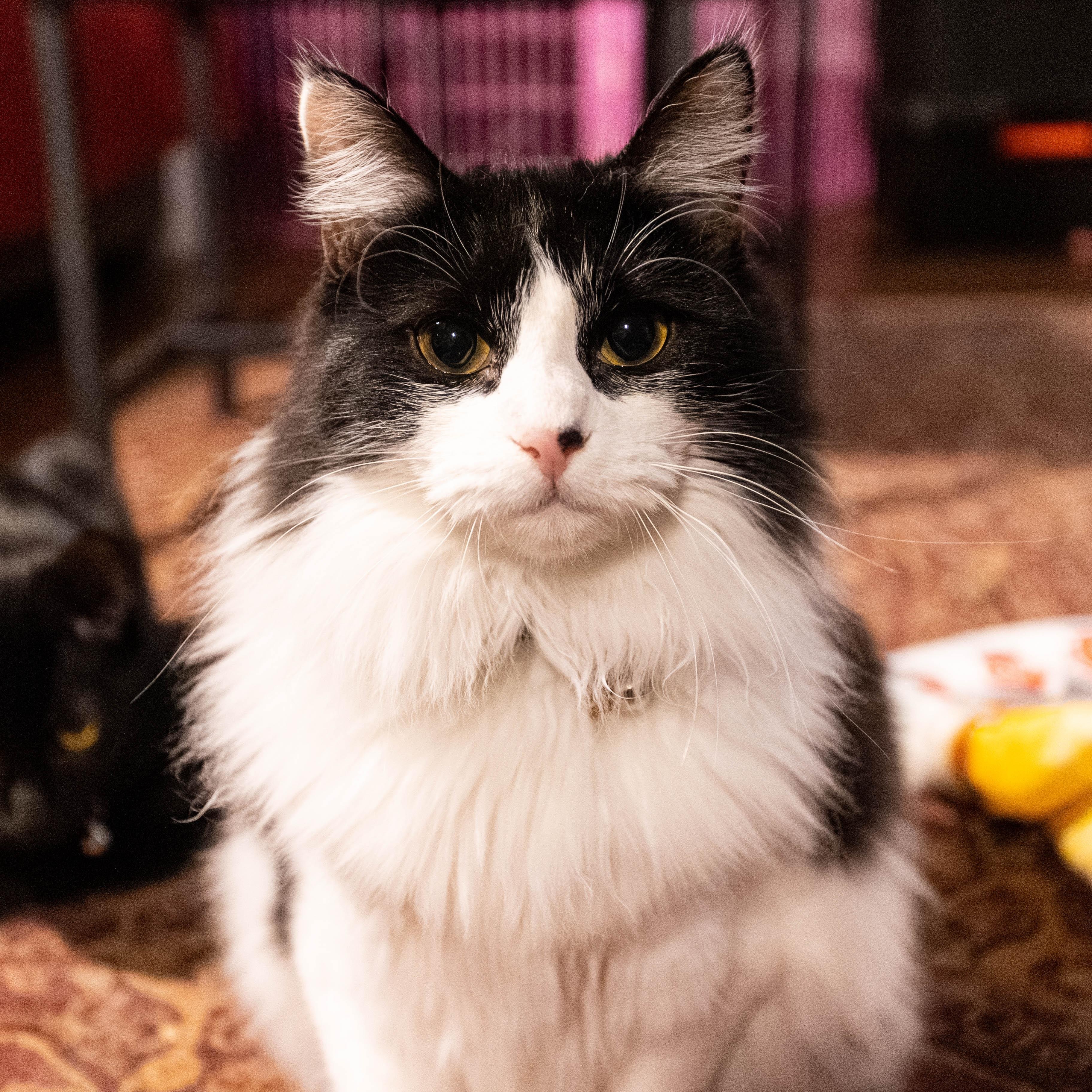 Sierra, ADOPTABLE, Young Female Domestic Long Hair.