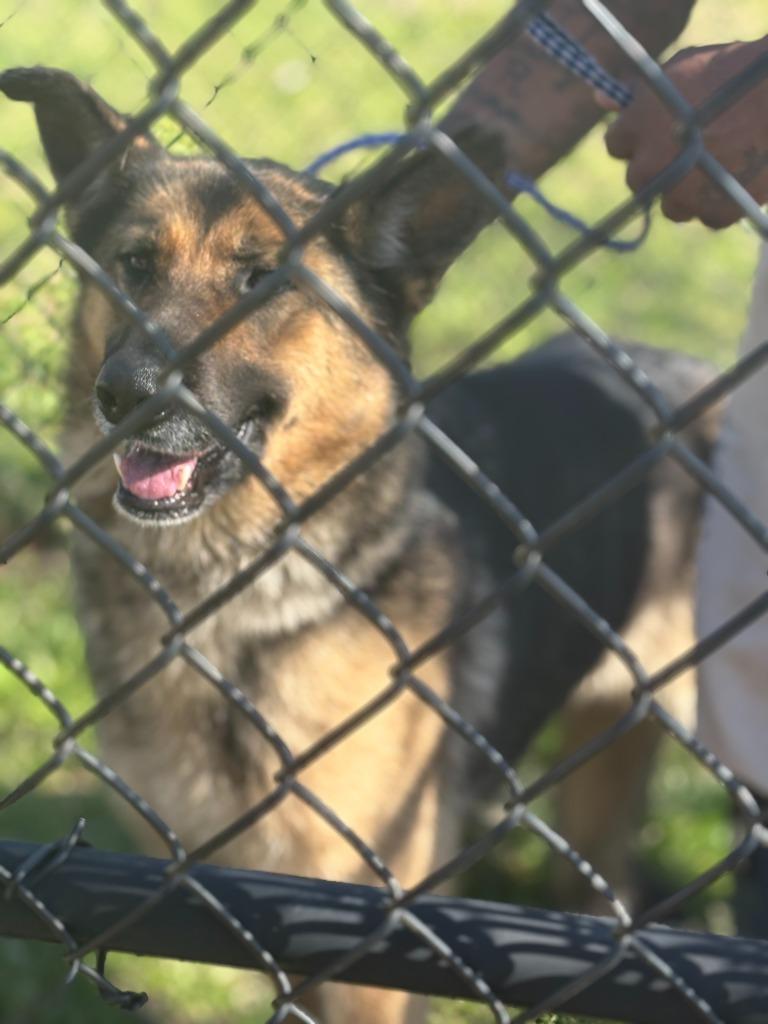 Aura, Adoptable, Adult Female German Shepherd Dog.