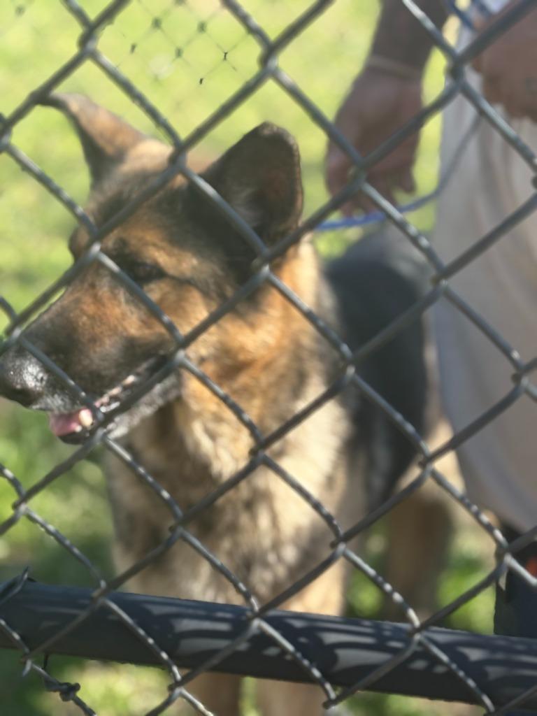 Enlarge Aura, a Adoptable German Shepherd Dog in Effingham, SC image 2/3