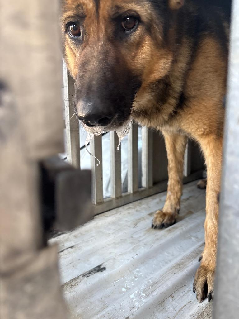 Enlarge Aura, a Adoptable German Shepherd Dog in Effingham, SC image 3/3