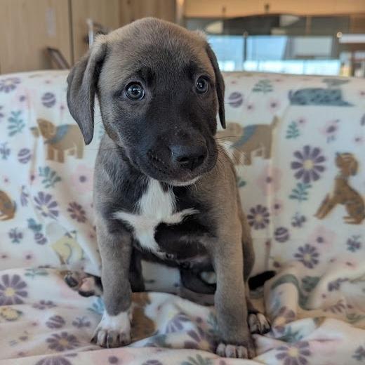 Grail, Adoptable, Puppy Female Anatolian Shepherd & Mixed Breed.