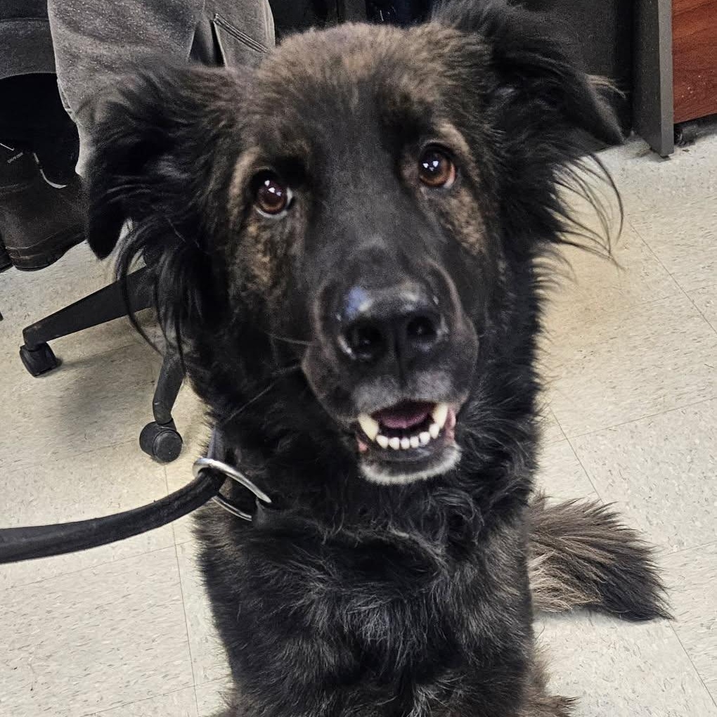 Blue, Adoptable, Adult Male Shepherd.