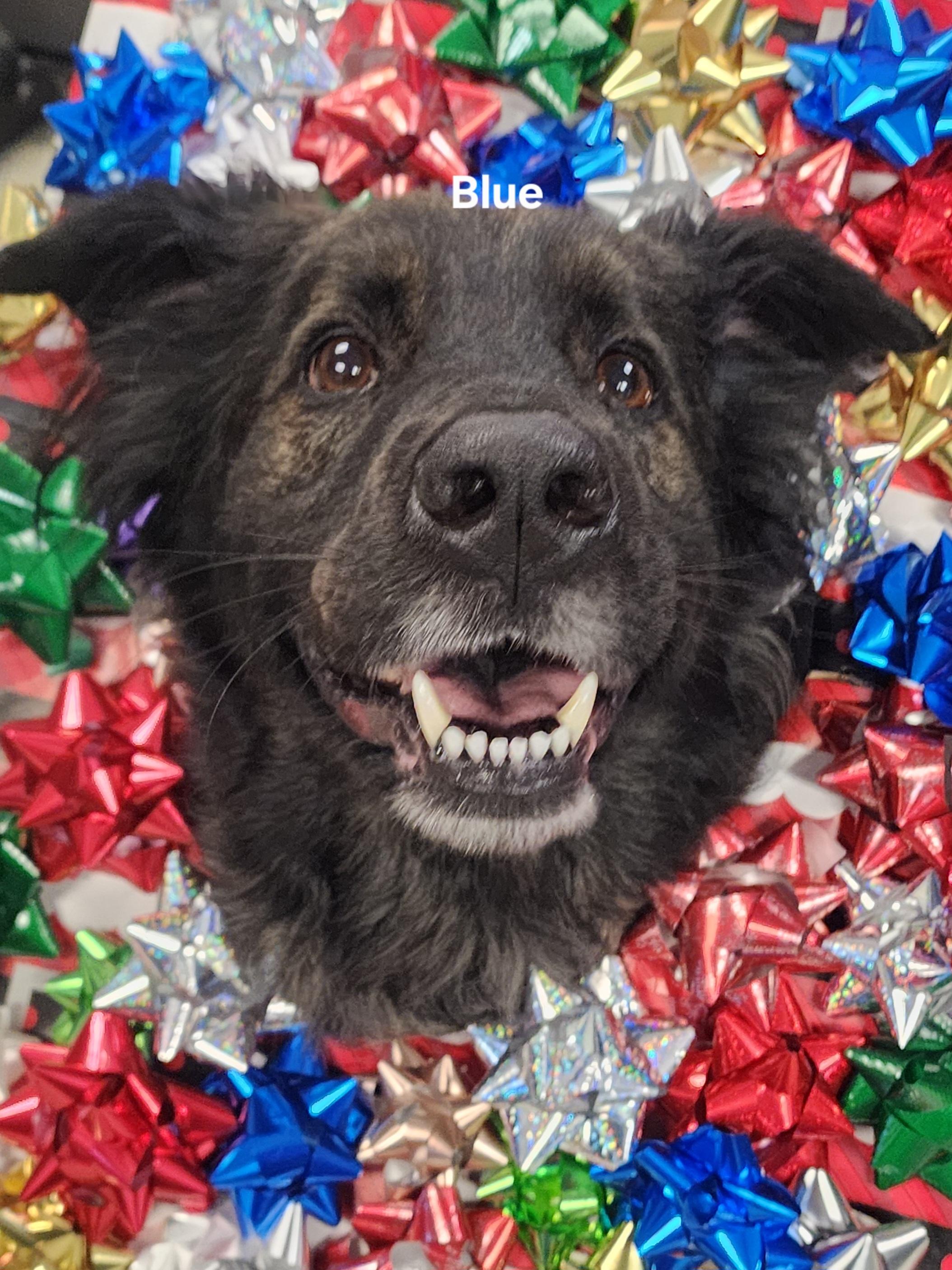 Enlarge Blue, a Adoptable mixed breed image 2/2