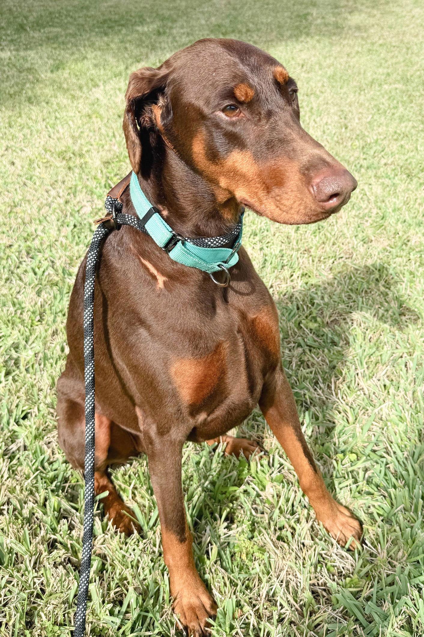 Lola 3342, Adoptable, Young Female Doberman Pinscher.