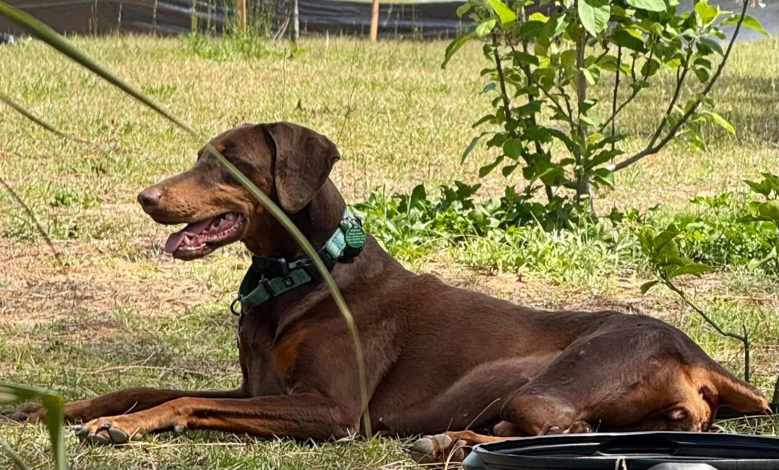 Lola 3342, a Adoptable Doberman Pinscher in Oakland Park, FL image 2/3