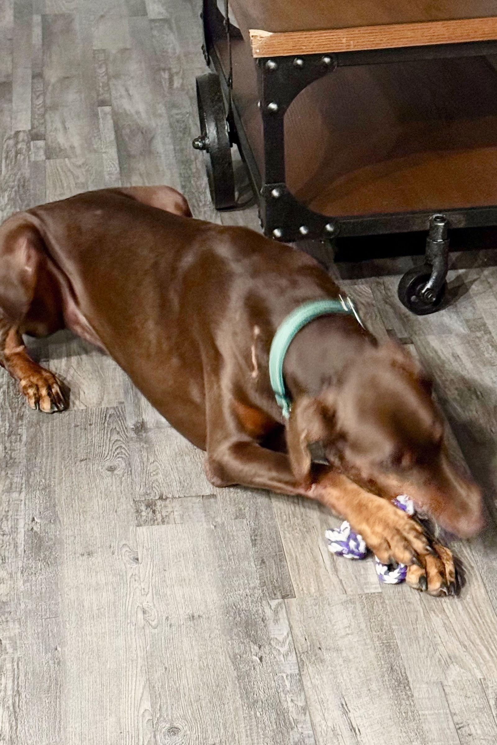 Lola 3342, a Adoptable Doberman Pinscher in Oakland Park, FL image 3/3