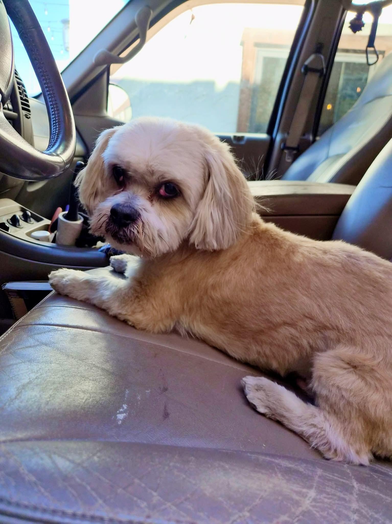 Kyoshi, ADOPTABLE, Senior Male Shih Tzu.