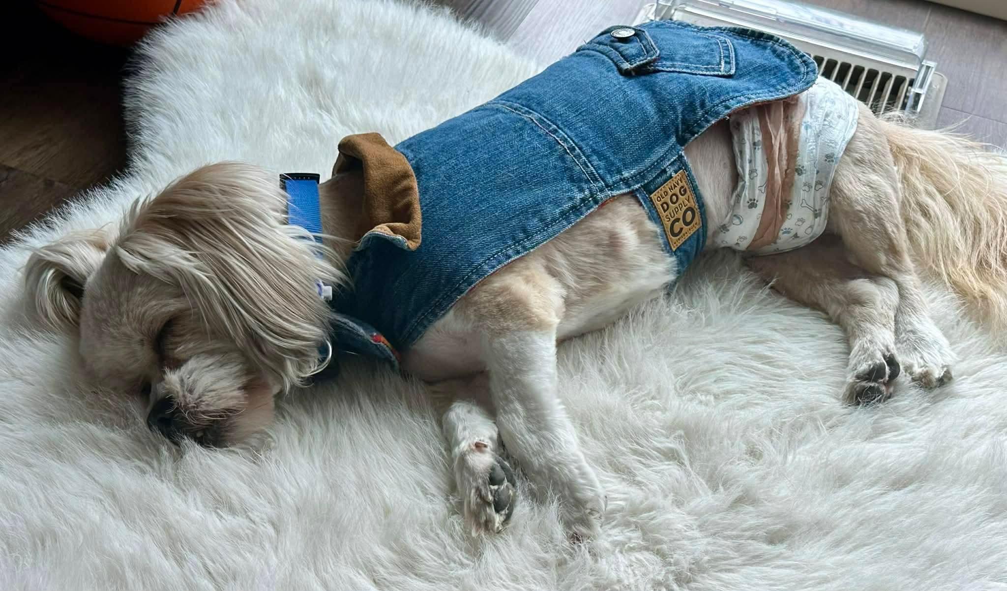 Enlarge Kyoshi, a ADOPTABLE Shih Tzu in Sawyer, ND image 4/5