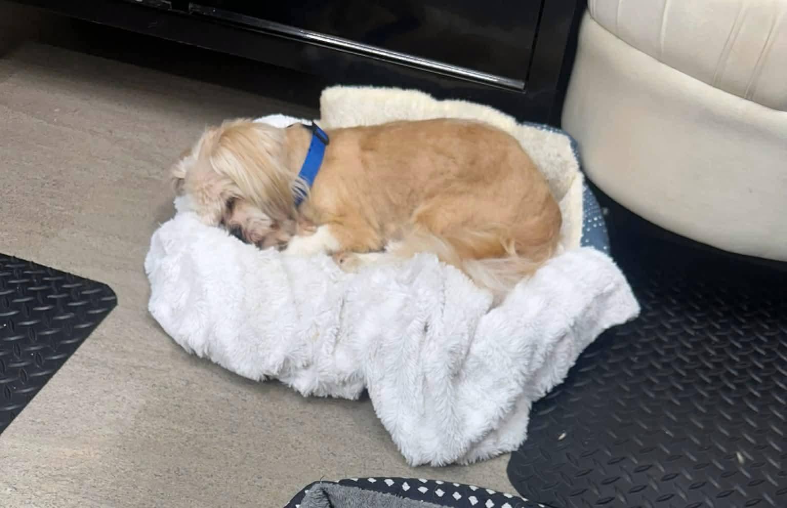 Enlarge Kyoshi, a ADOPTABLE Shih Tzu in Sawyer, ND image 5/5