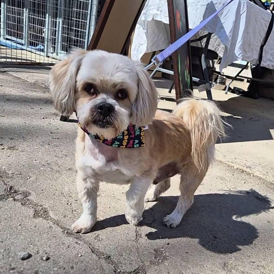 Enlarge Kyoshi, a ADOPTABLE Shih Tzu in Sawyer, ND image 2/5