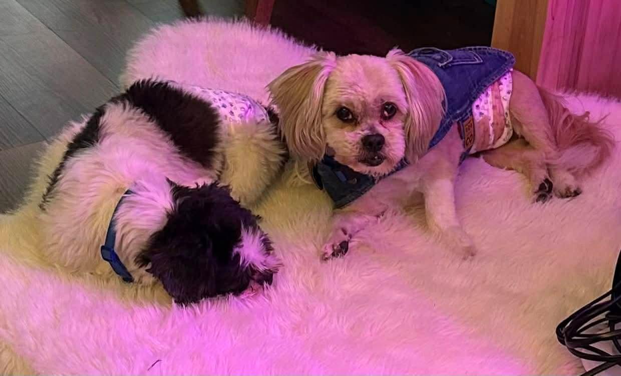 Enlarge Kyoshi, a ADOPTABLE Shih Tzu in Sawyer, ND image 3/5