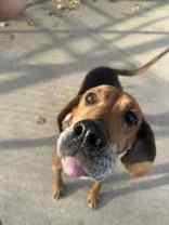 Enlarge Sara, a Adoptable Hound in Manitowoc, WI image 1/1