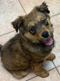 Enlarge Gibbs, a ADOPTABLE mixed breed in Saint Paul, MN image 1/6