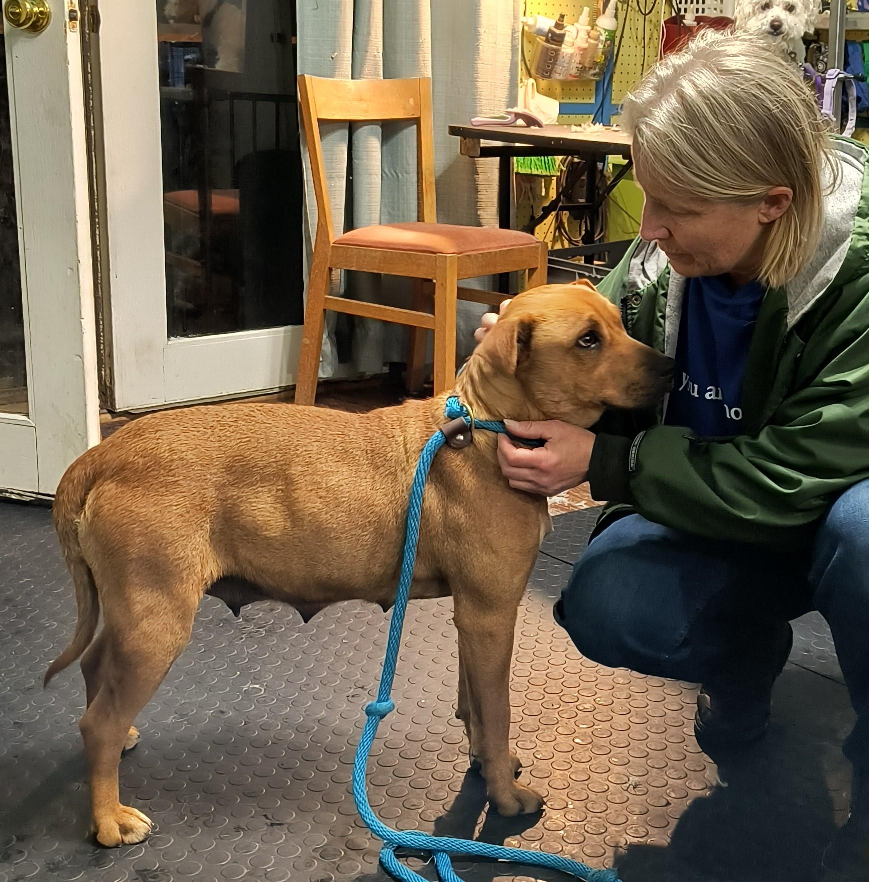 Enlarge Gibbs, a ADOPTABLE mixed breed in Saint Paul, MN image 6/6