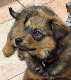 Enlarge Gibbs, a ADOPTABLE mixed breed in Saint Paul, MN image 4/6