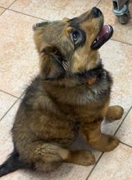 Gibbs, ADOPTABLE, Puppy Male German Shepherd Dog & Siberian Husky.