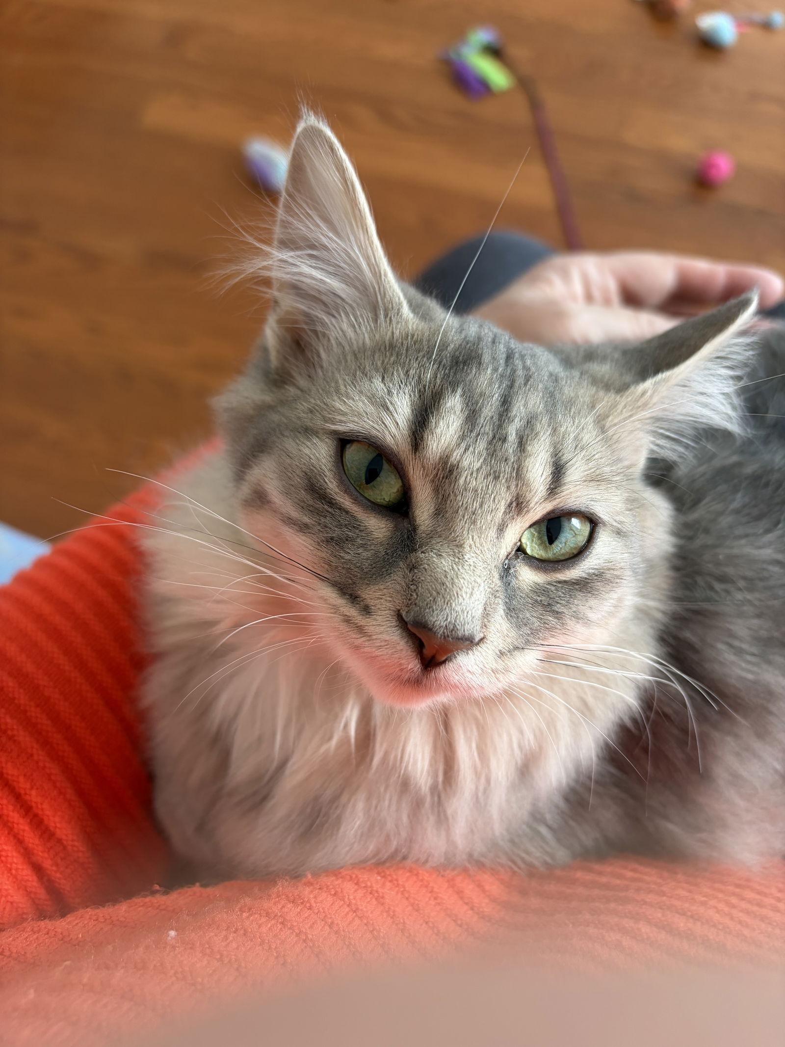 Lola, Adopted, Young Female Domestic Long Hair.