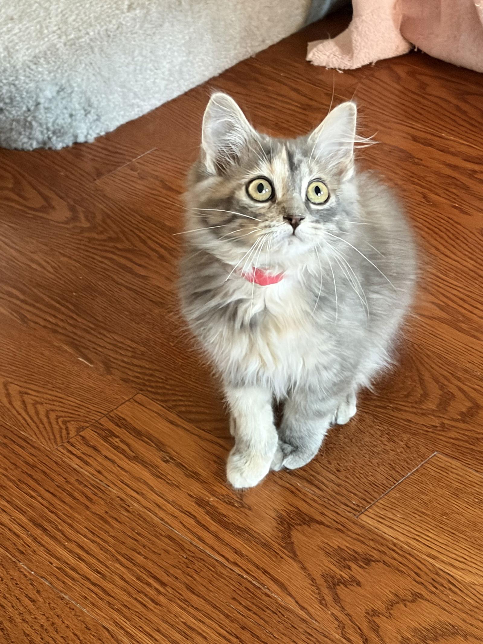 Lola, a Adopted Domestic Long Hair in Markham, ON image 2/3