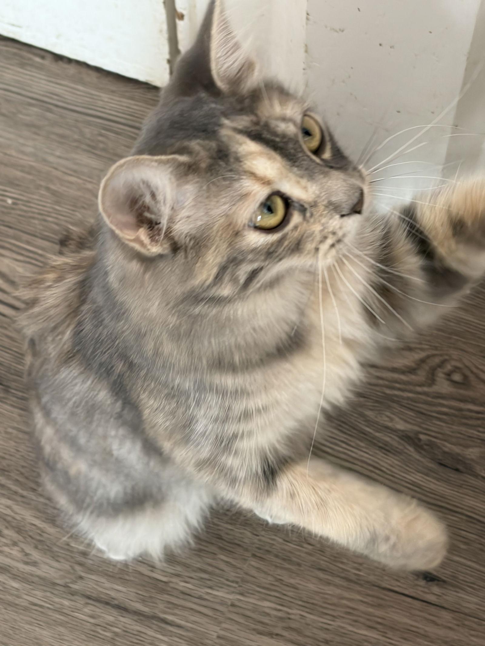 Lola, a Adopted Domestic Long Hair in Markham, ON image 3/3